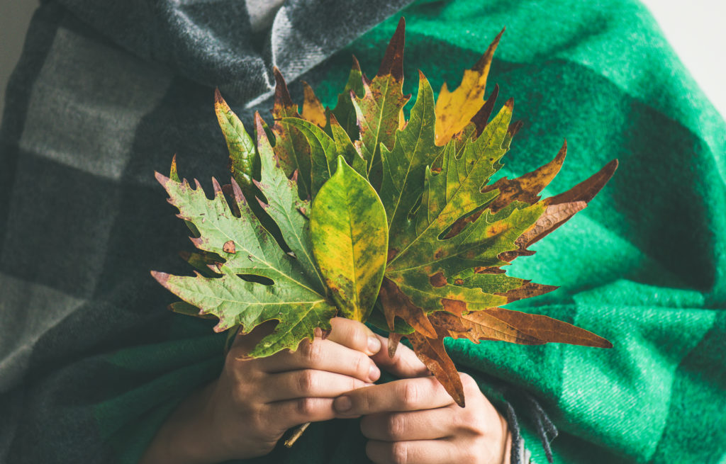 plantes d'automne extérieur