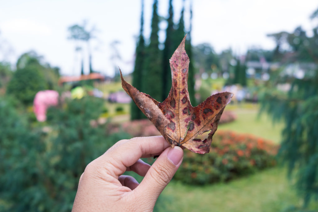 Faut-il ramasser les feuilles mortes