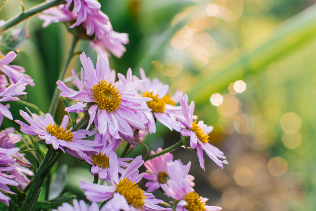 Plantes vivaces rustiques