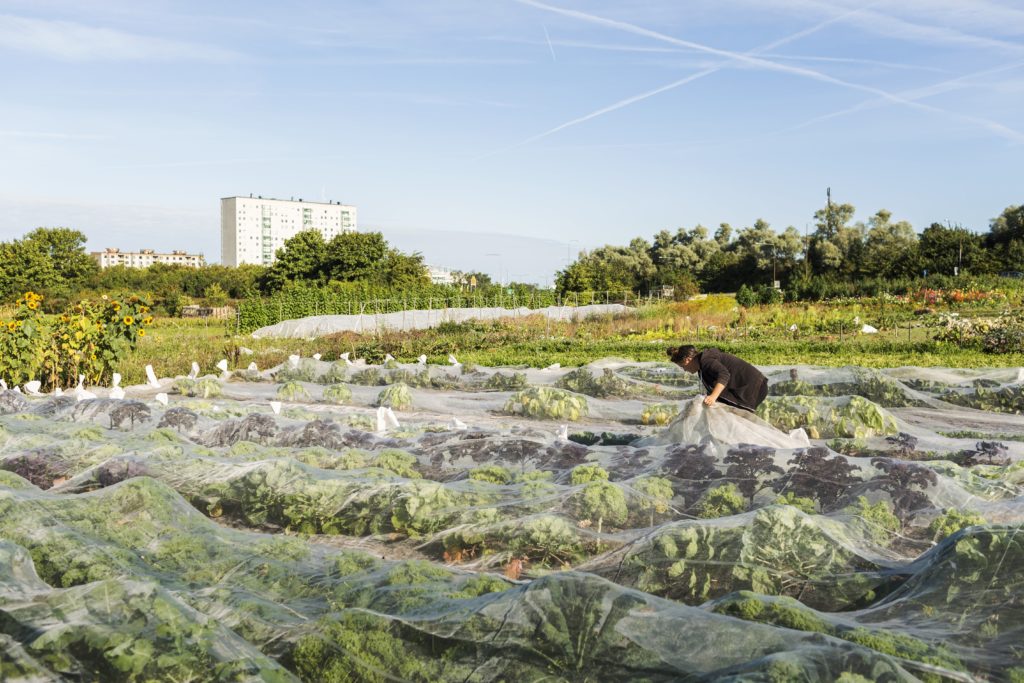 protéger les plantes du gel