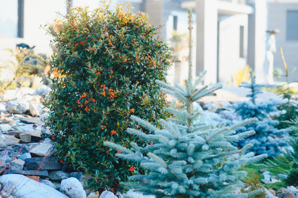 arbustes décoratifs