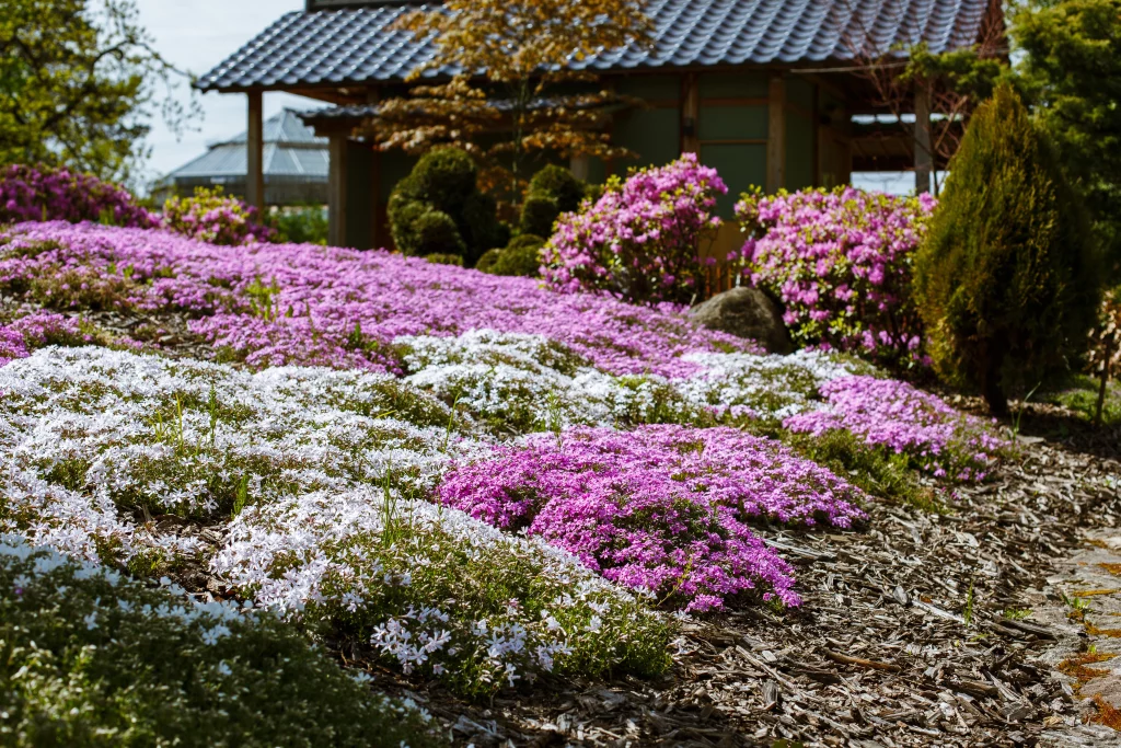 plantes talus sans entretien